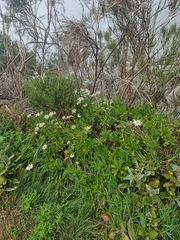 Argyranthemum pinnatifidum image