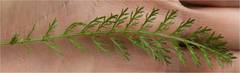 Achillea millefolium image