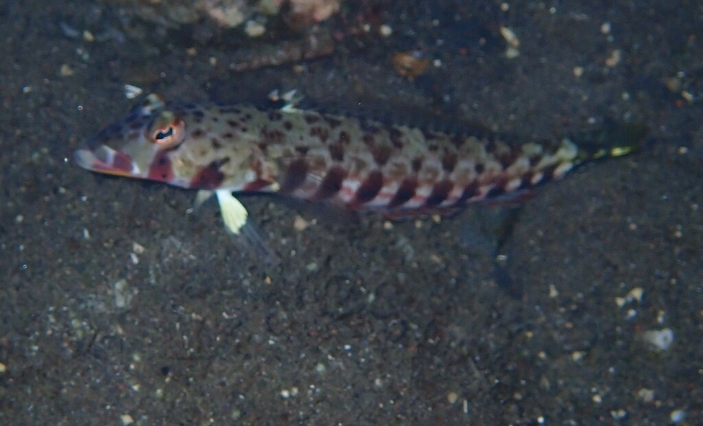 Twospot Sandperch