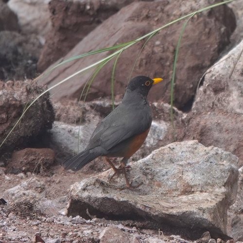 Chestnut-bellied Thrush (Turdus fulviventris), photo 7
