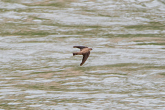 Ptyonoprogne rupestris