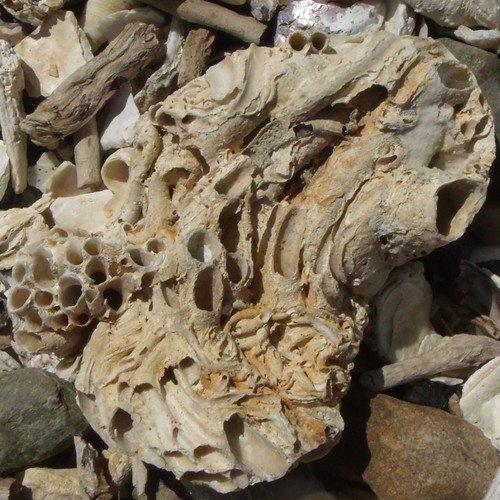 Novastoa lamellosa