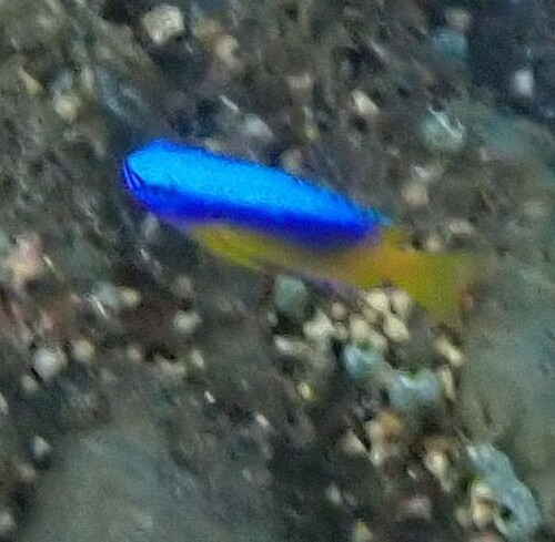 Goldbelly Damsel (Pomacentrus auriventris)