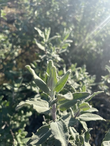 Salvia leucophylla