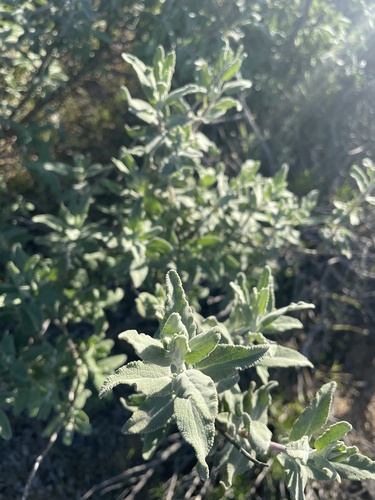 Salvia leucophylla