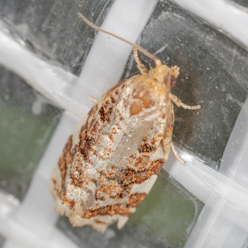 archips argyrospila