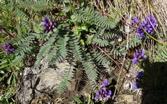 Oxytropis montana