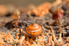 Euconulidae