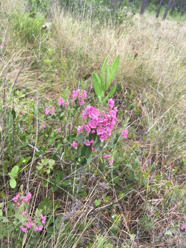 Image of Kalmia carolina by (c) harrier, some rights reserved (CC BY)