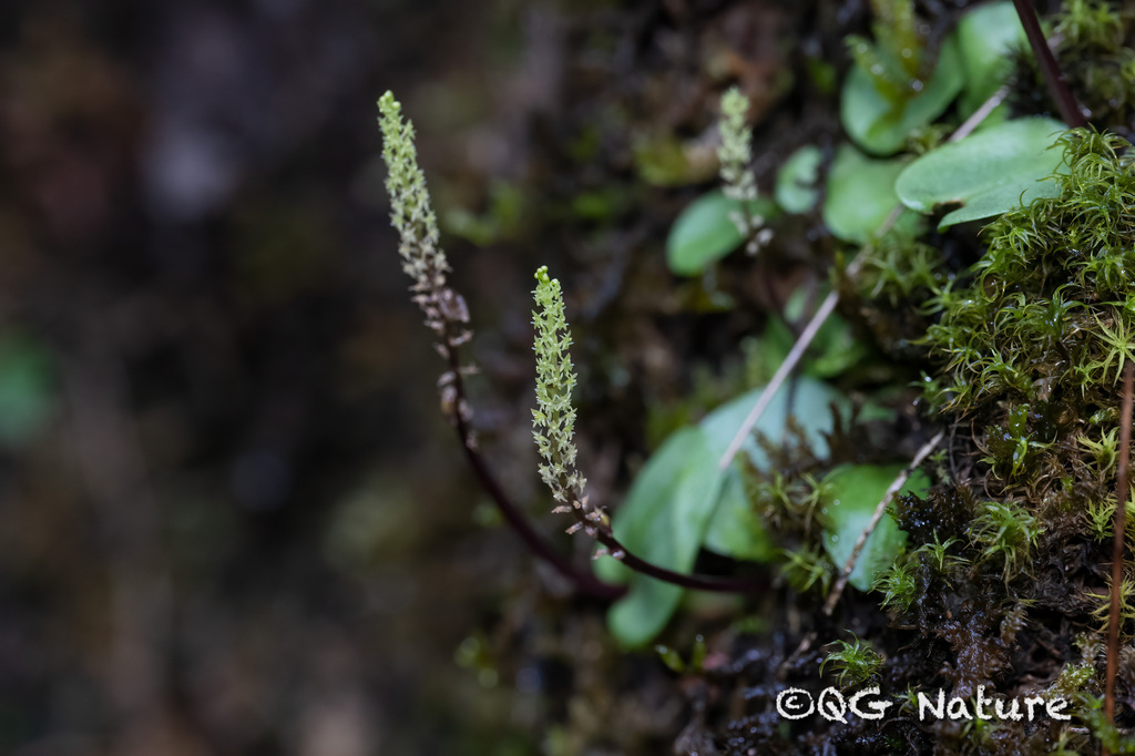 Oberonioides pusillus