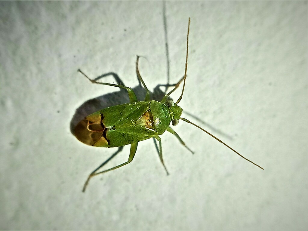 Dichrooscytus cyprius
