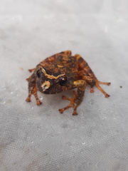 Andean Orange-Thighed Frog photo 4