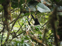 Ateles fusciceps fusciceps