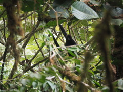 Ateles fusciceps fusciceps