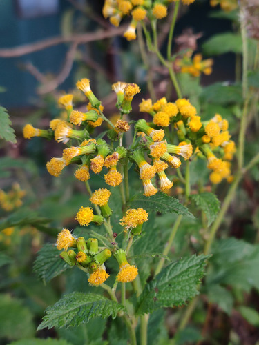 Crassocephalum montuosum