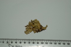 Yarrumia colensoi