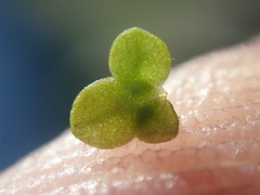 Lemna minuta