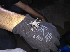 Paraphrynus mexicanus