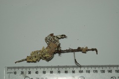 Menegazzia