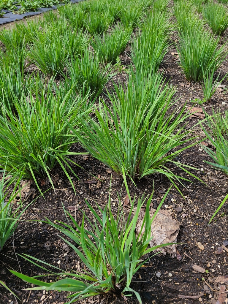 Idaho Blueeyed Grass (Idaho) from FBP Native Plant Nursery Lane County