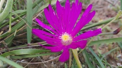 Trichodiadema barbatum