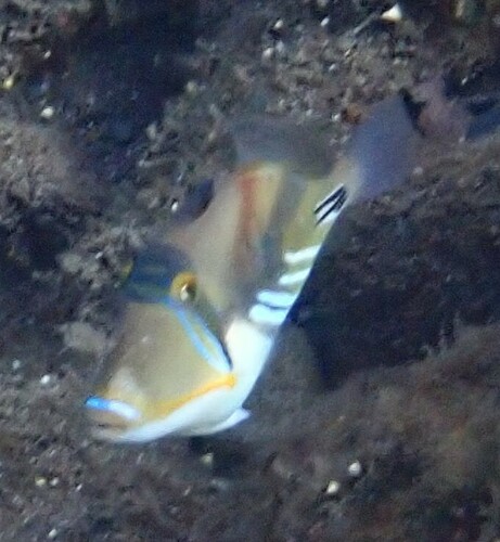 Lagoon Triggerfish (Rhinecanthus aculeatus)