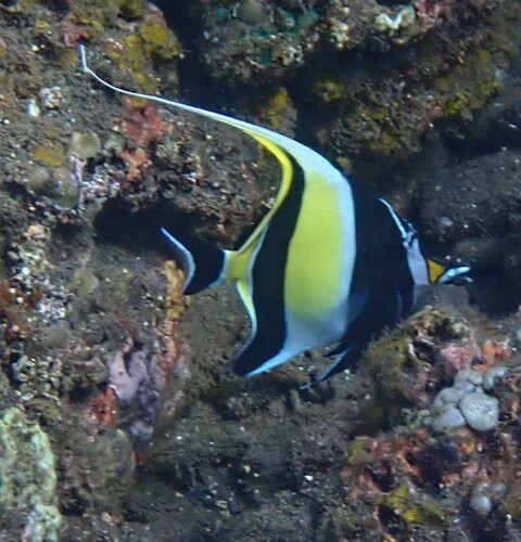 Moorish Idol (Zanclus cornutus)