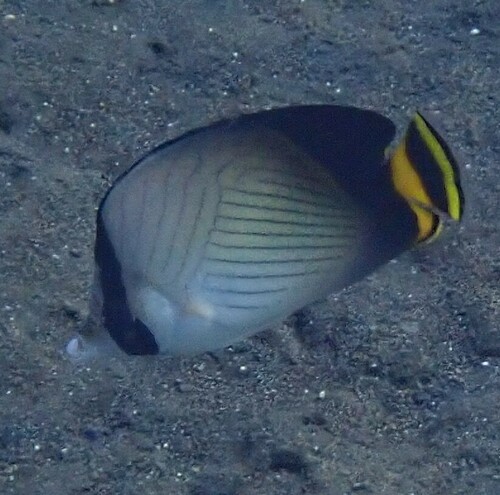 Indian Vagabond Butterflyfish (Chaetodon decussatus)