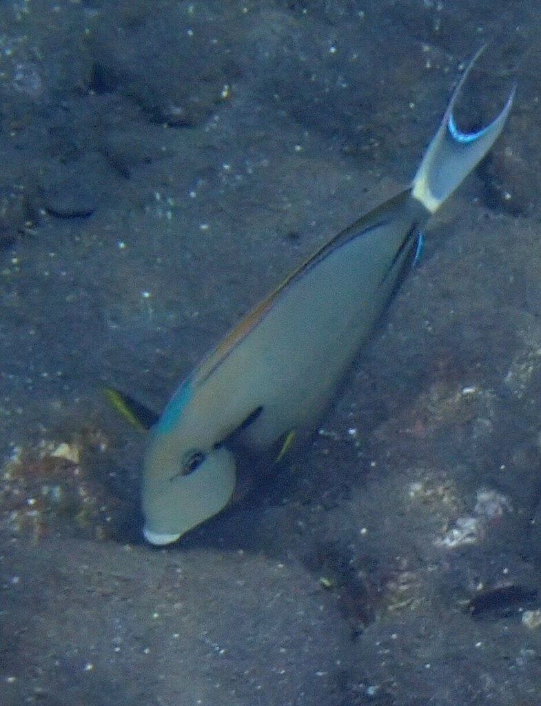 Epaulette surgeonfish