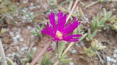 Trichodiadema barbatum