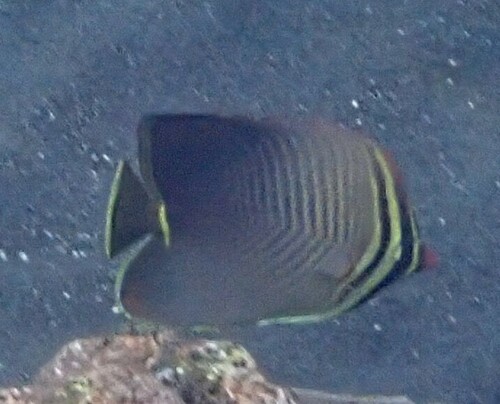 Eastern Triangle Butterflyfish (Chaetodon baronessa)