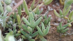 Trichodiadema barbatum