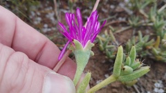 Trichodiadema barbatum