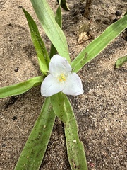 Anthericopsis sepalosa image