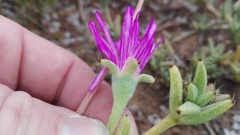 Trichodiadema barbatum