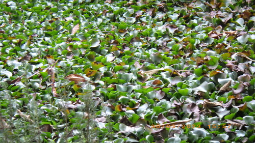 Tamarindo (Tamarindus indica)