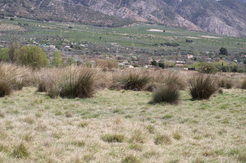 Avistamiento Junco común
