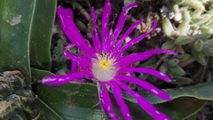 Trichodiadema barbatum