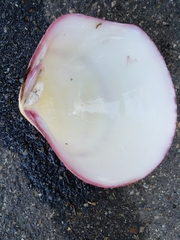 Semele decisa