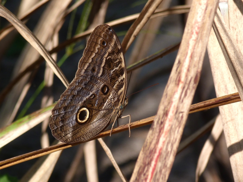 Dusky Owl-Butterfly