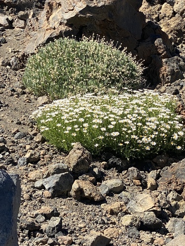 Argyranthemum image