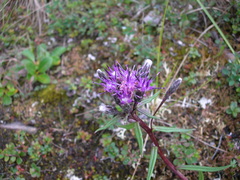 Saussurea angustifolia
