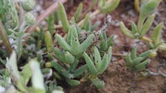 Trichodiadema barbatum