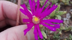 Trichodiadema barbatum