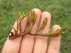 Masonhalea richardsonii