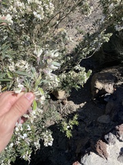 Chamaecytisus prolifer image