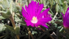 Trichodiadema barbatum