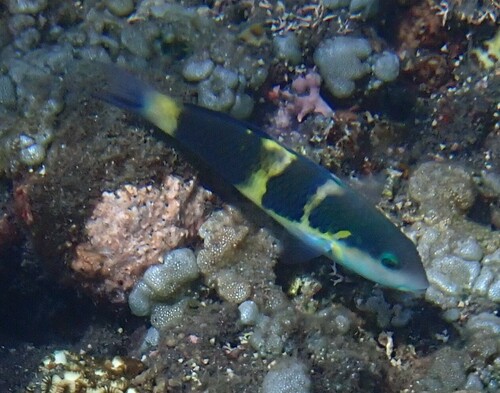 Jansen's Wrasse (Thalassoma jansenii)