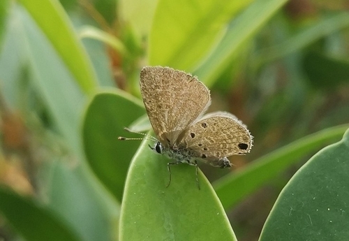 Siam Babul Blue