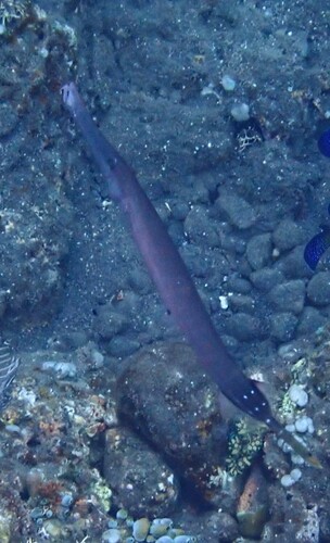 Pacific Trumpetfish (Aulostomus chinensis)
